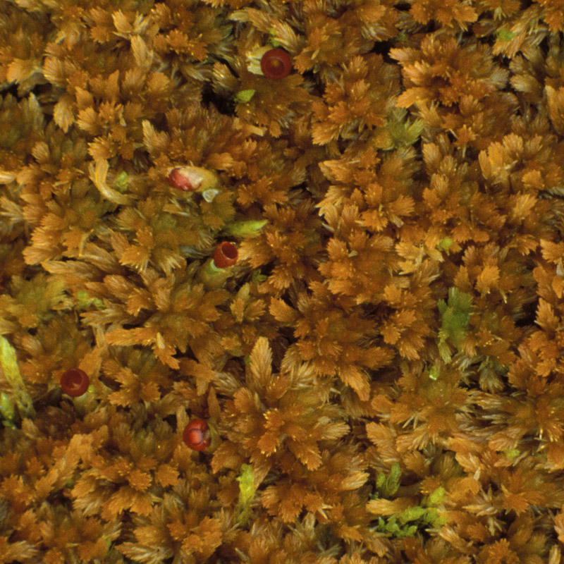 Sphagnum fuscum